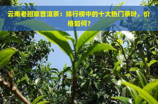 云南老班章普洱茶：排行榜中的十大热门茶叶，价格如何？