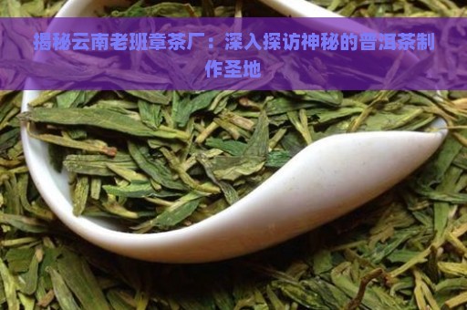 揭秘云南老班章茶厂：深入探访神秘的普洱茶制作圣地