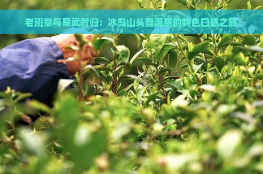 老班章与易武昔归：冰岛山头普洱茶的特色口感之旅