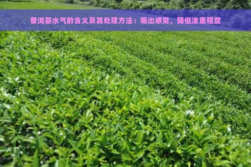 普洱茶水气的含义及其处理方法：喝出感觉，降低浓重程度