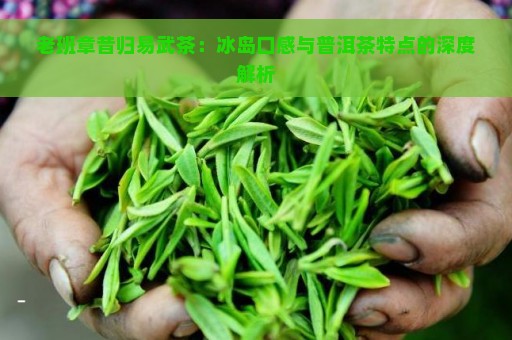 老班章昔归易武茶：冰岛口感与普洱茶特点的深度解析