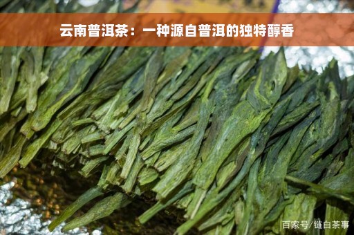 云南普洱茶：一种源自普洱的独特醇香