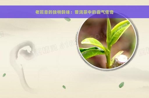 老班章的独特韵味：普洱茶中的霸气传奇