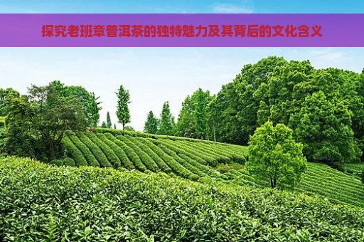 探究老班章普洱茶的独特魅力及其背后的文化含义