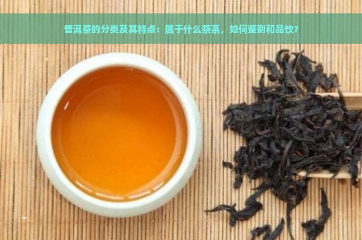 普洱茶的分类及其特点：属于什么茶系，如何鉴别和品饮？