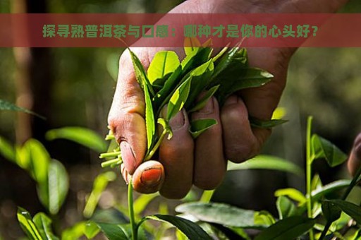 探寻熟普洱茶与口感：哪种才是你的心头好？