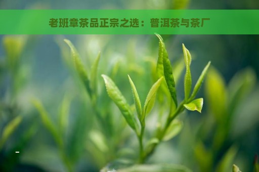 老班章茶品正宗之选：普洱茶与茶厂