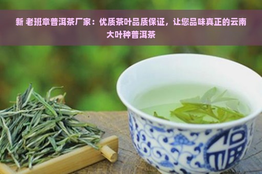 新 老班章普洱茶厂家：优质茶叶品质保证，让您品味真正的云南大叶种普洱茶