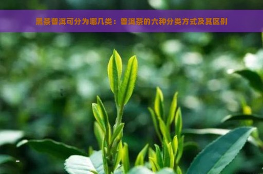 黑茶普洱可分为哪几类：普洱茶的六种分类方式及其区别