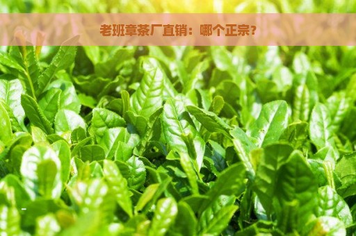 老班章茶厂直销：哪个正宗？