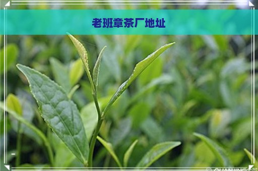 老班章茶厂地址