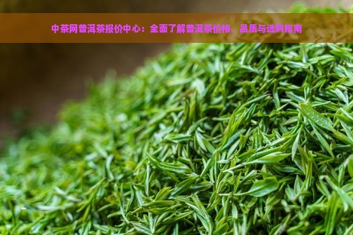 中茶网普洱茶报价中心：全面了解普洱茶价格、品质与选购指南