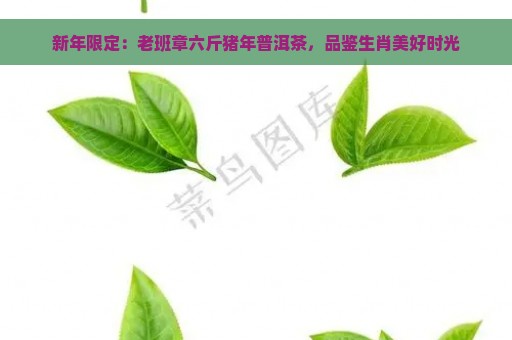 新年限定：老班章六斤猪年普洱茶，品鉴生肖美好时光