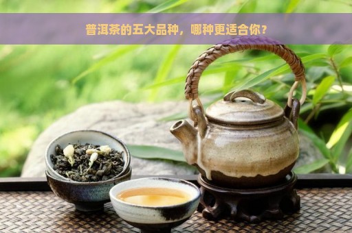 普洱茶的五大品种，哪种更适合你？