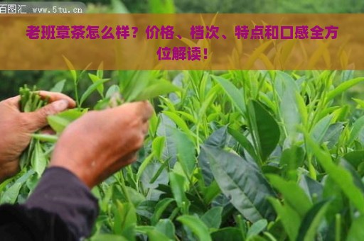 老班章茶怎么样？价格、档次、特点和口感全方位解读！