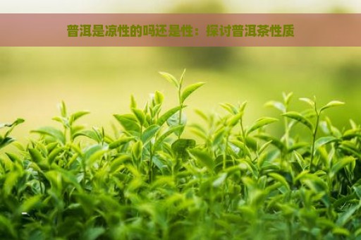 普洱是凉性的吗还是性：探讨普洱茶性质