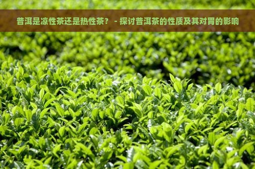 普洱是凉性茶还是热性茶？ - 探讨普洱茶的性质及其对胃的影响