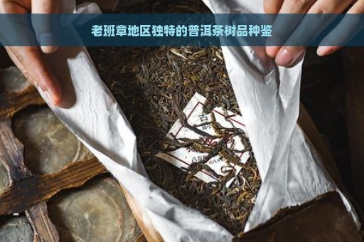 老班章地区独特的普洱茶树品种鉴