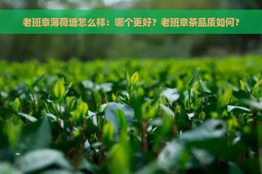 老班章薄荷塘怎么样：哪个更好？老班章茶品质如何？