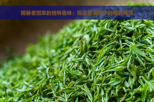 揭秘老班章的独特香味：探究普洱茶中的烟香味源