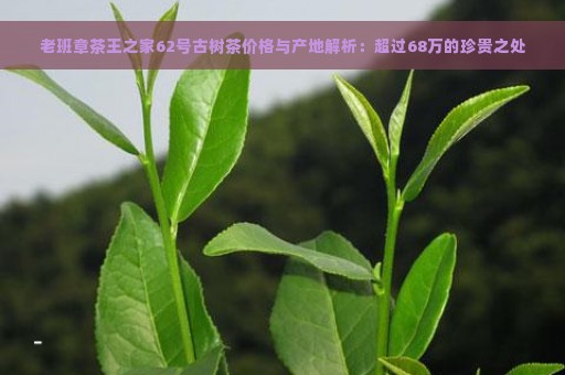 老班章茶王之家62号古树茶价格与产地解析：超过68万的珍贵之处