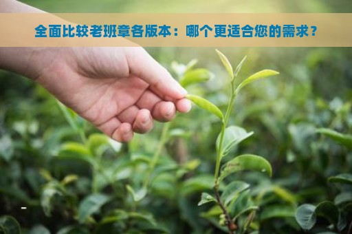 全面比较老班章各版本：哪个更适合您的需求？