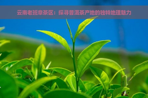 云南老班章茶区：探寻普洱茶产地的独特地理魅力