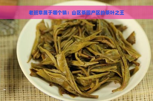 老班章属于哪个镇：山区茶园产区的茶叶之王