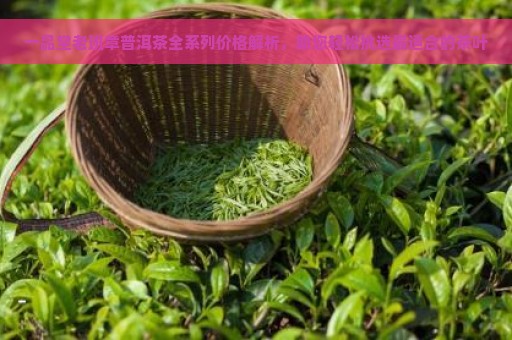 一品堂老班章普洱茶全系列价格解析，助您轻松挑选最适合的茶叶