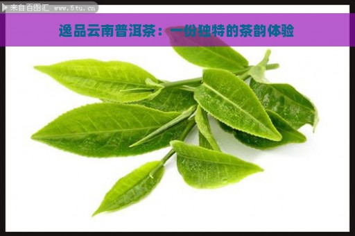 逸品云南普洱茶：一份独特的茶韵体验