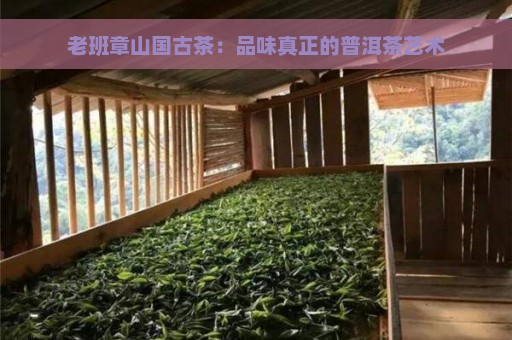 老班章山国古茶：品味真正的普洱茶艺术