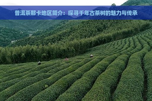 普洱茶那卡地区简介：探寻千年古茶树的魅力与传承