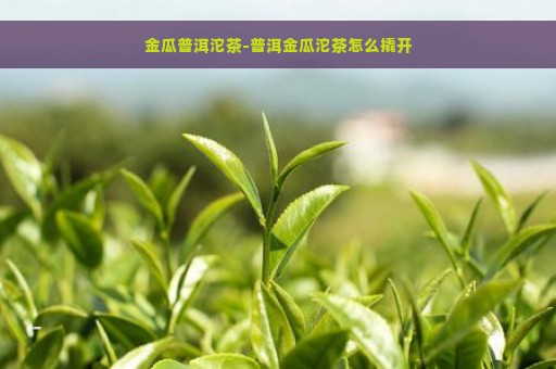 金瓜普洱沱茶-普洱金瓜沱茶怎么撬开