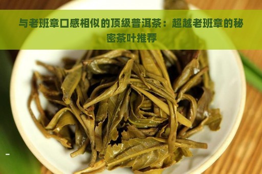 与老班章口感相似的顶级普洱茶：超越老班章的秘密茶叶推荐