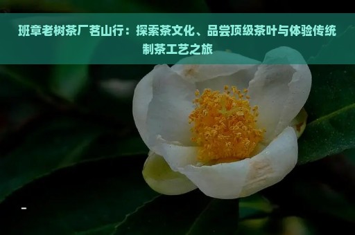 班章老树茶厂茗山行：探索茶文化、品尝顶级茶叶与体验传统制茶工艺之旅