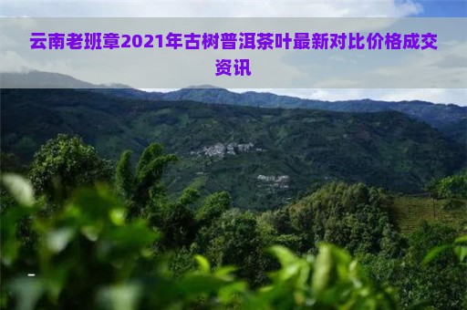 云南老班章2021年古树普洱茶叶最新对比价格成交资讯