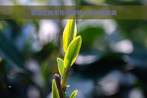 普洱古树茶化石的特点及价格查询