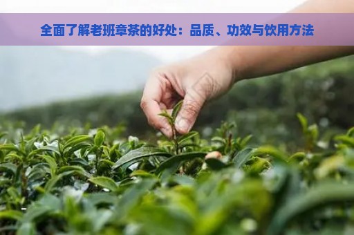 全面了解老班章茶的好处：品质、功效与饮用方法