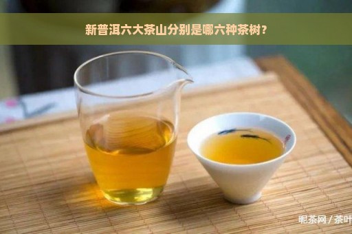 新普洱六大茶山分别是哪六种茶树？