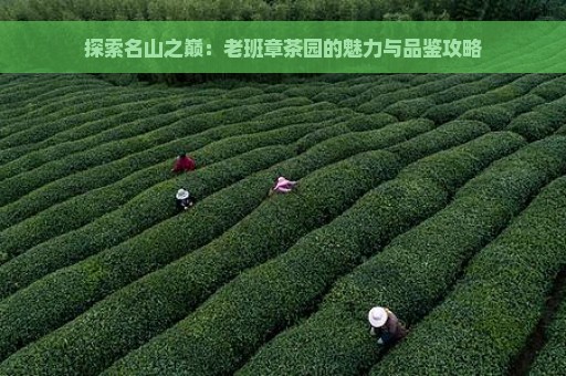 探索名山之巅：老班章茶园的魅力与品鉴攻略