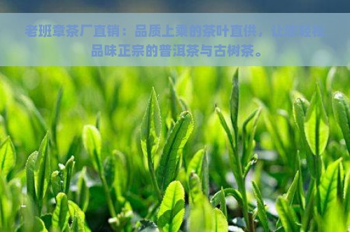 老班章茶厂直销：品质上乘的茶叶直供，让您轻松品味正宗的普洱茶与古树茶。