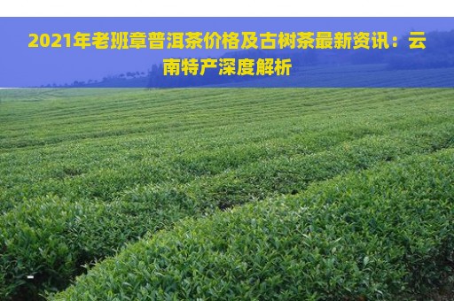 2021年老班章普洱茶价格及古树茶最新资讯：云南特产深度解析