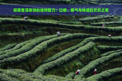 探索普洱茶饼的独特魅力：口感、香气与味道的交织之美