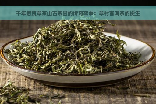 千年老班章茶山古茶园的传奇故事：章村普洱茶的诞生