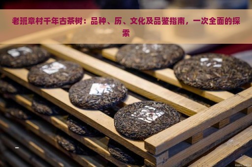 老班章村千年古茶树：品种、历、文化及品鉴指南，一次全面的探索