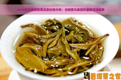 2020陈升老班章普洱茶价格分析：古树茶与春茶的最新市场趋势