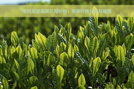 老班章普洱茶三爬价格：熟茶行情分析与推荐