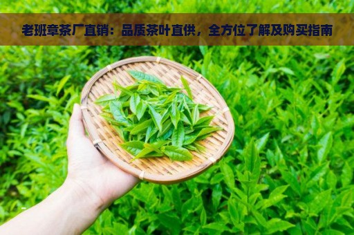 老班章茶厂直销：品质茶叶直供，全方位了解及购买指南