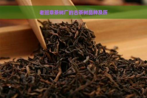 老班章茶树厂的古茶树品种及历