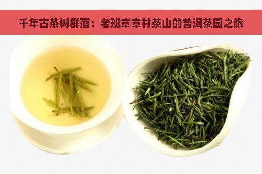 千年古茶树群落：老班章章村茶山的普洱茶园之旅